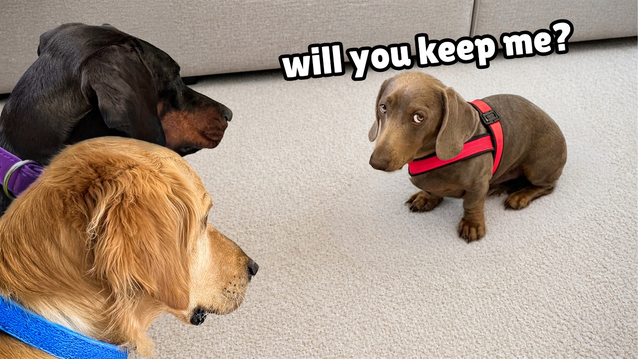His Owner Passed Away… He Didn't Know He Was About to Find a New Family