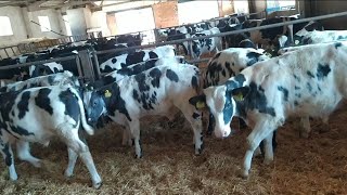 عجول تربيه 200 كغ  و نقاط مهمه جدا calves from Spain??