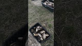 Тонны рыбы в болоте или рыбалка на паук  #рыбалка #щука #карп #carpfishing #fishing #carp #рыба