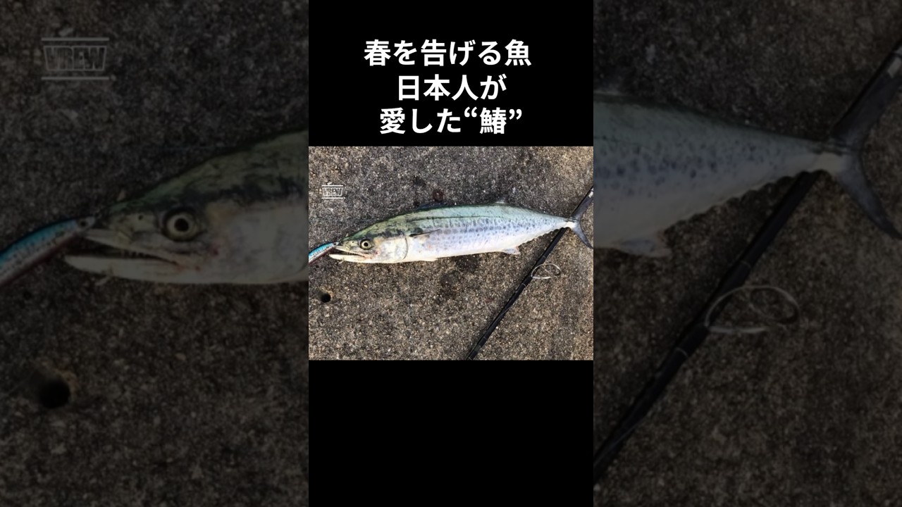 The Fish That Herald Spring ― The Spanish Mackerel Beloved by the Japanese　春を告げる魚 ― 日本人が愛した“鰆”