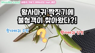 사마귀 짝짓기에 찾아온 불청객