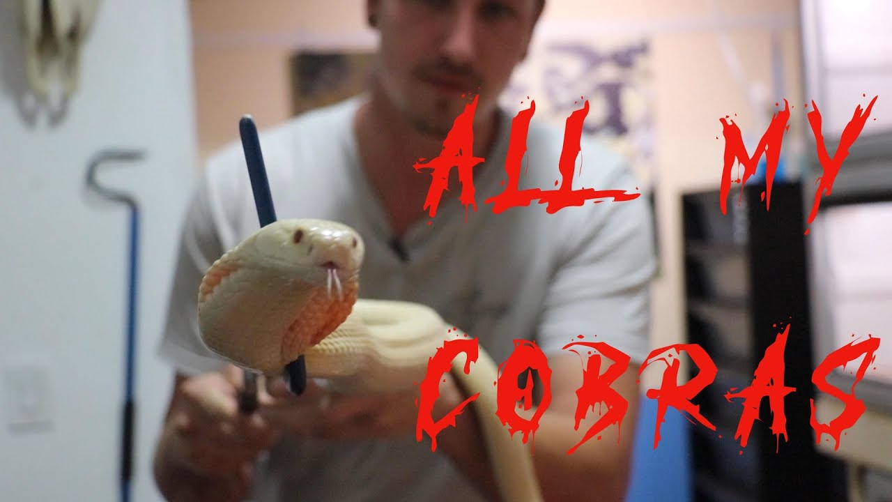 ВСЕ КОБРЫ!!!
