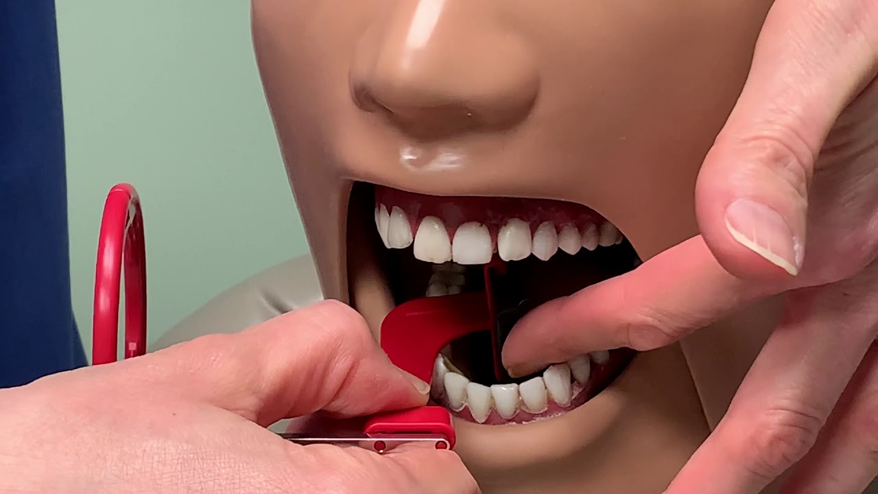 Premolar horizontal bw