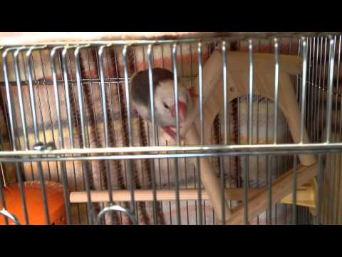 ブランコの使い方を間違えていますよ！（白文鳥）