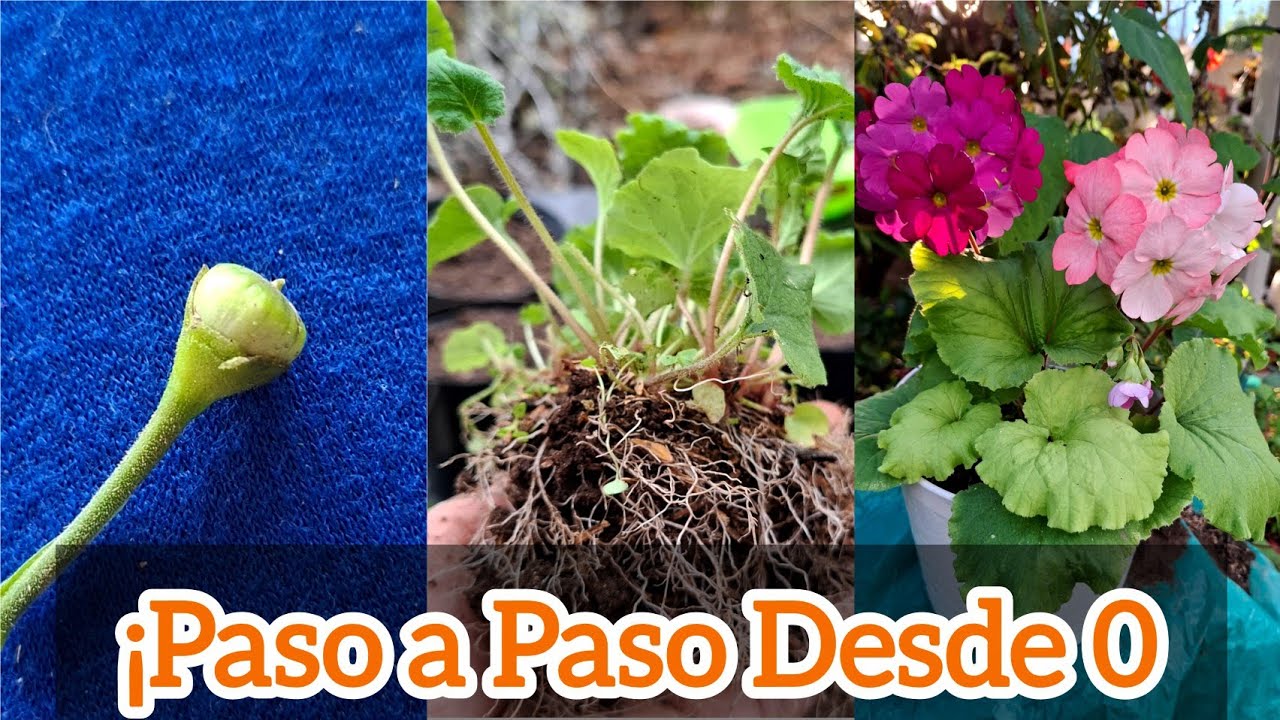 🌸 REPRODUCE Primaveras por SEMILLA y Obtén COLORES INCREÍBLES🌸