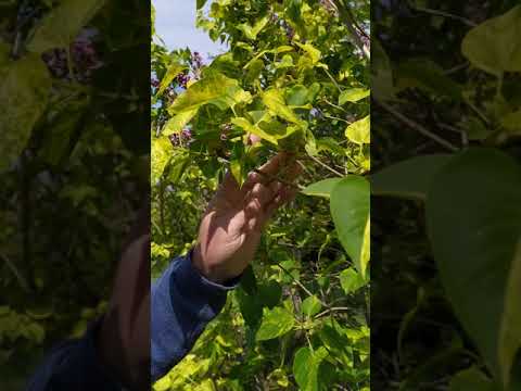 Сирень сорт 'Аукуболистная`