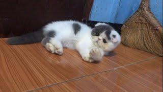 3 Cute Kittens playing ll Kucing persia