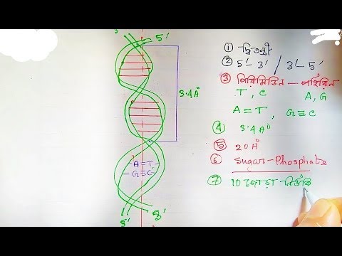 ভিডিও: DNA এর রাসায়নিক সূত্র কি?