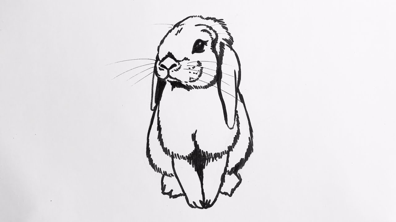 Beginners how to draw a lop eared bunny rabbit - YouTube