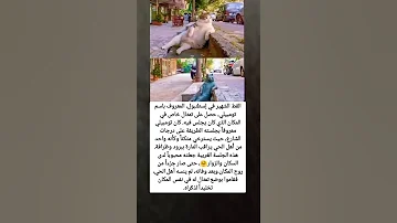 القط الشهير في إسطنبول المعروف باسم تومبيلي حصل على تمثال خاص في المكان الذي كان يجلس فيه كان ت 