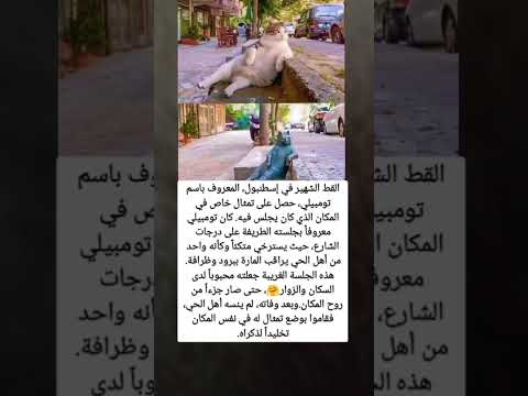 القط الشهير في إسطنبول المعروف باسم تومبيلي حصل على تمثال خاص في المكان الذي كان يجلس فيه كان ت 