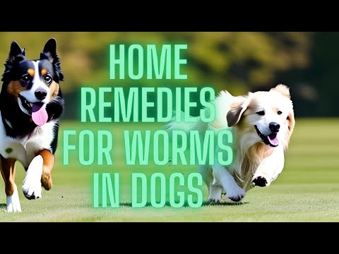 5-incredibly-easy-home-remedies-for-worms-in-dogs