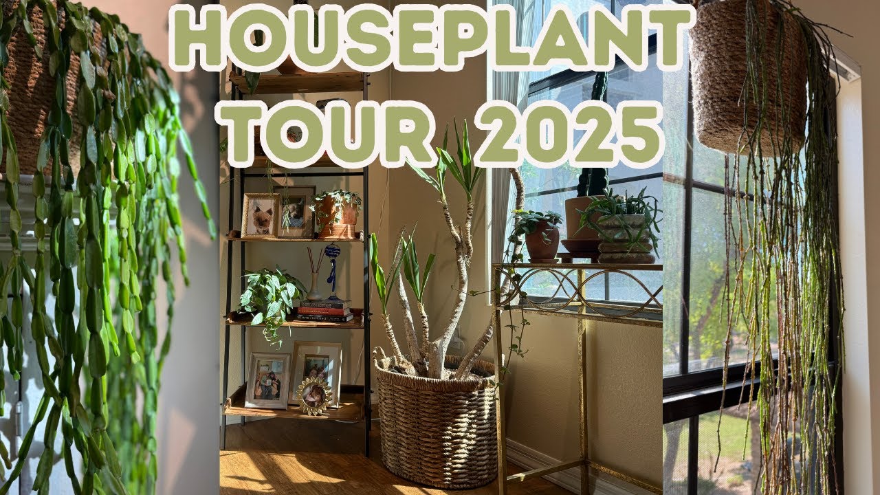 Мой тур по комнатным растениям 2025 года 🌱 Редкие, избранные и коллекционные растения