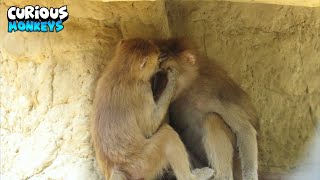 Experience The Joy Of Watching Playful Monkeys