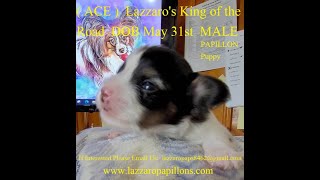 Papillon Puppies, ACE Our 4 Week Old Papillon #shorts #papillon #puppies #dogs #kingoftheroad