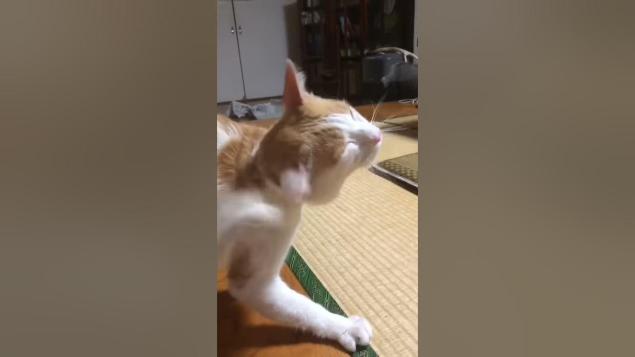 頭を掻く猫 - YouTube