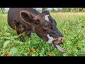 This Rain is CRAZY! | We Moved The Steers!🐮🐂😍