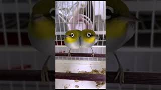 Pleci Langka ‼️ Burung Pleci Unik Kembar Siam