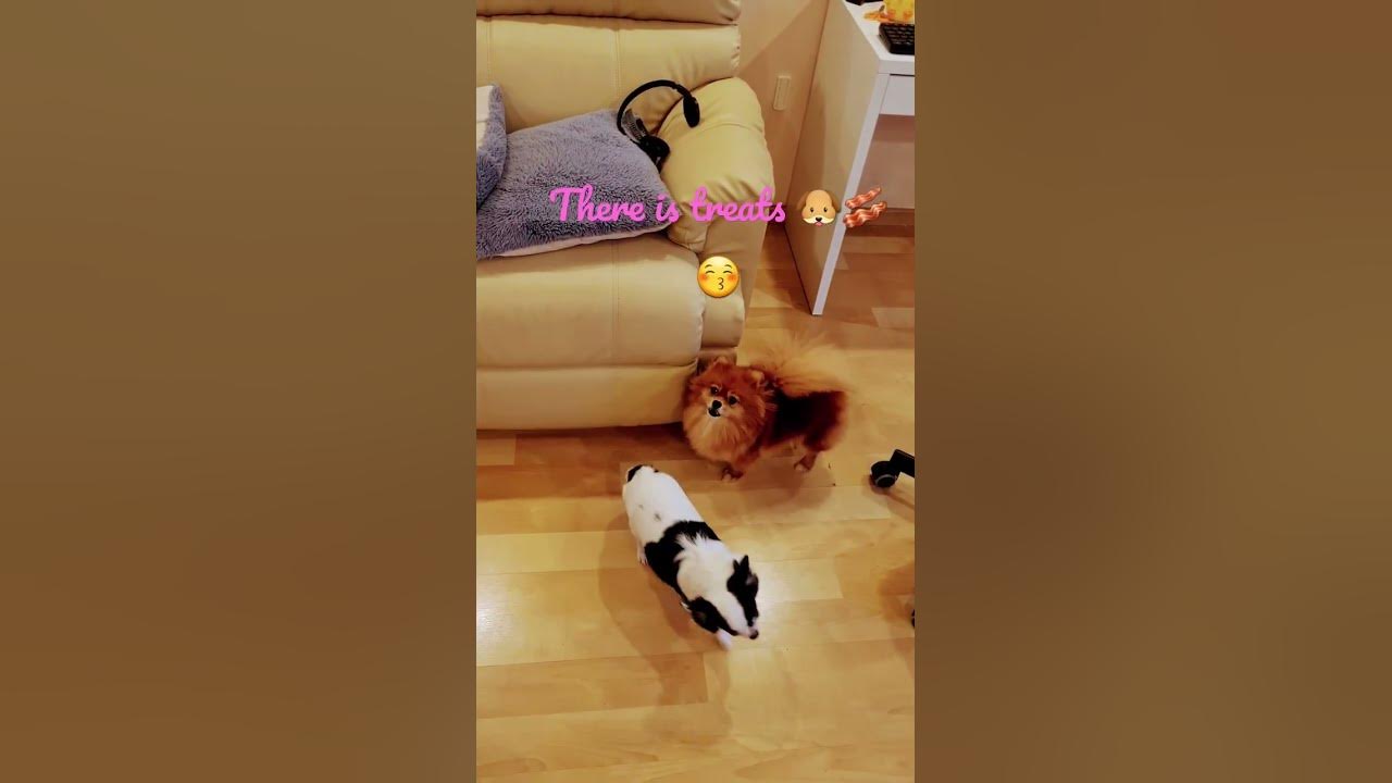 what-does-cookie-want-cutedoggies-pomeranian-youtube