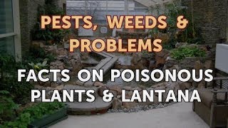 Facts on Poisonous Plants Lantana