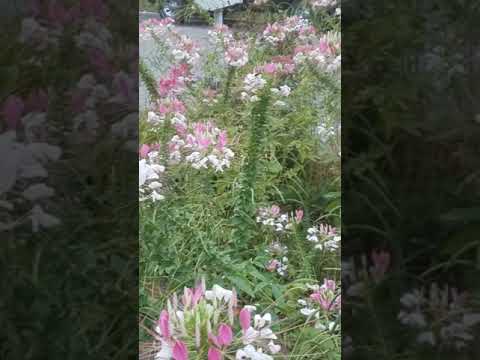 Video: Cleomesin kasvattaminen: Cleome-hämähäkkikukan istuttaminen puutarhaan