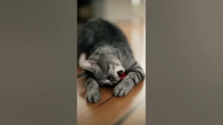 Video 11409951: cat cute pets, curious cat, funny pets, cat rolling, ball cat