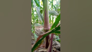 #عبدالرحمن_مسعد #تلاوة #قران_كريم #اكسبلور #farming #beautiful #nature #اسلام_صبحي #love