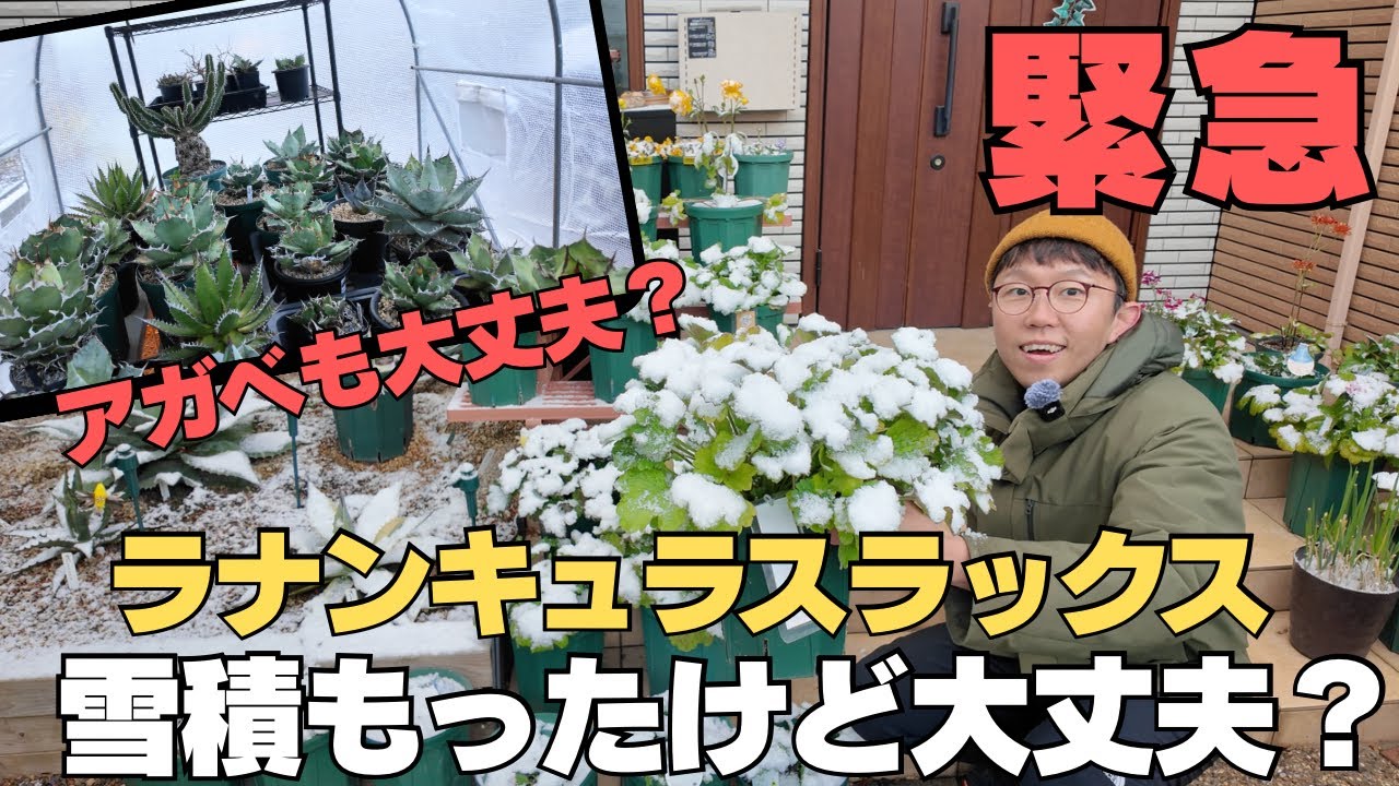 【緊急】ラナンキュラスラックス、アガベ雪積もっても大丈夫？