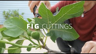 PLANT A FIG TREE FROM A CUTTING - URBAN GARDENING