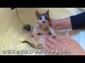 カラスの襲撃から助けを求め駆け寄ってきた子猫