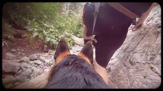 Doggy Cam Fletcher Canyon Dog Tube
