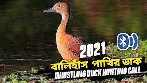 বালিহাঁস পাখির ডাক। Lesser Whistling Duck Real Sound Call. হাঁস পাখির ডাক ।