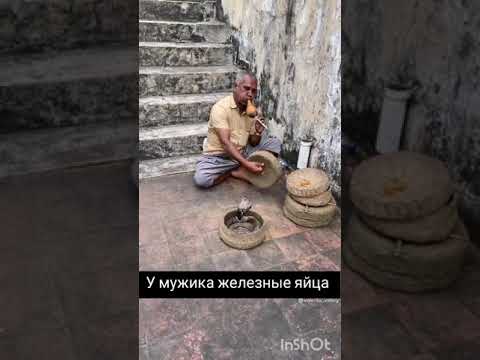 Заклинатель кобры