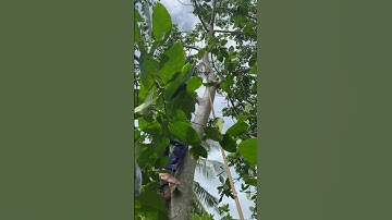 Dân miền tây leo cây hái cóc quá giỏi #shorts #traicoc #2lnd