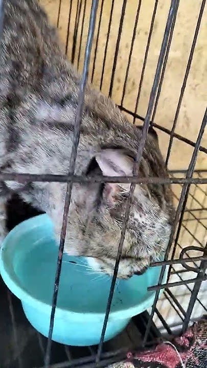 how-cat-drink-water-cutecat-catlover-catvideos-cat-viralcat