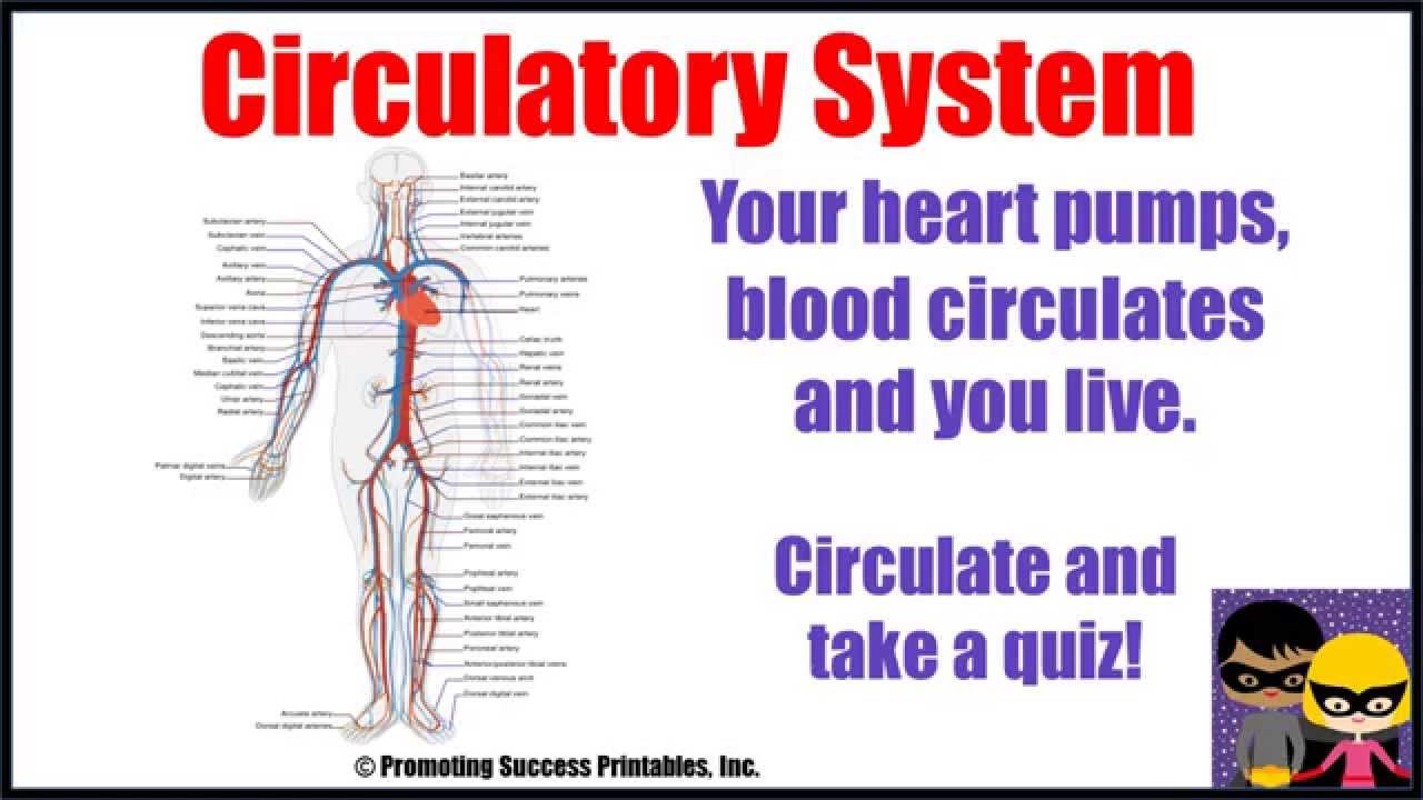 Circulatory System Human Body Anatomy Science Video for