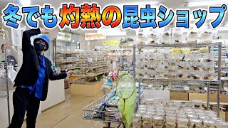 関東最大級の昆虫ショップに冬は存在しなかった