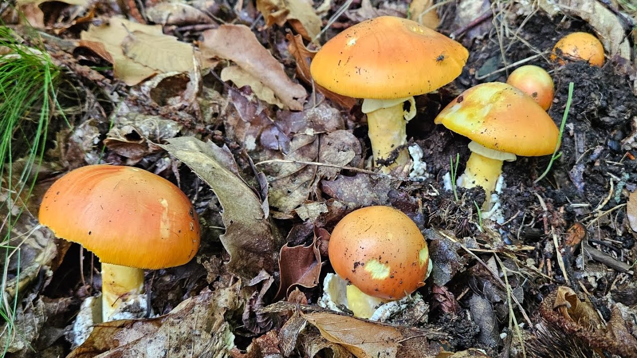 Cèpes et Amanaites des Césars 🥰! Cueillette du 17/09/25.