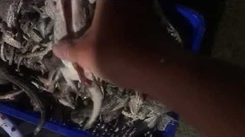 Tắc kè mổ sẵng cho khách | tắc kè phúc hậu - 0913398911