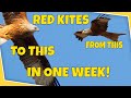 Red Kites - From this to this in one week!  I show you how I went from below average to stunning!