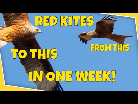 Red Kites -