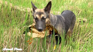 The duck herding dog is very smart and knows how to release weak ducks to a flock of more than 2000