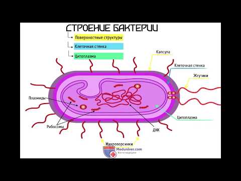 Video: Periplazma nədən ibarətdir?