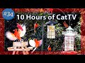 10 Hours Backyard Birds for Cats to Watch with Chirping and Singing  #CatTV