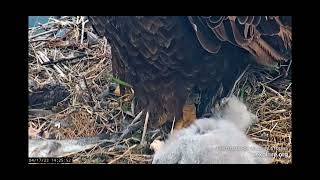 Cutest s-t-r-e-t-c-h! Two Harbors Bald Eagle Cam 4\/17\/2023 explore.org