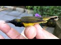 Beautiful bird released | Burung Kolibri cantik