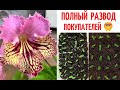 😱 ПОЛНЫЙ РАЗВОД ПОКУПАТЕЛЕЙ с 🌺 СЕМЕНАМИ