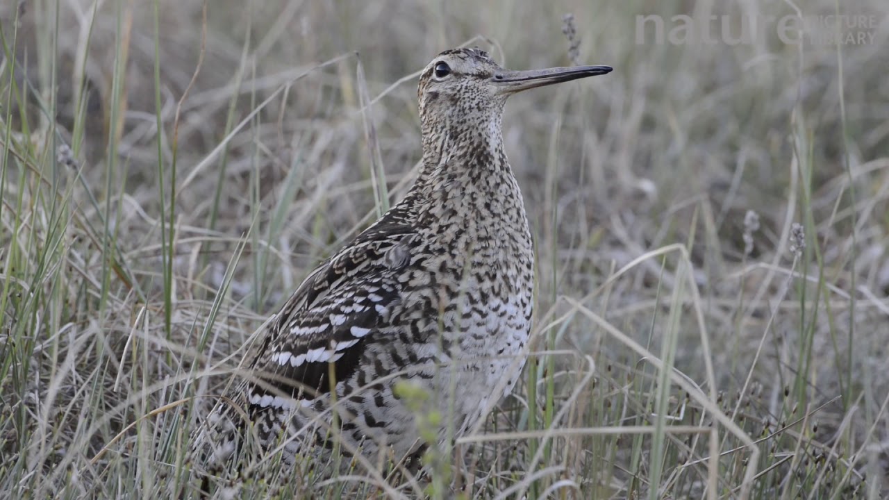 Male Great snipe displaying, Roros, Norway, June