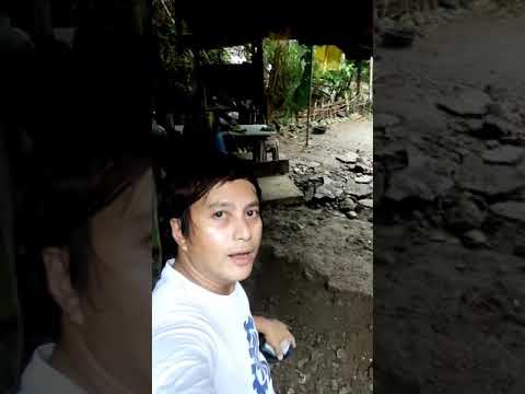 Video: Pagpapanatiling Isang Patterned Ahas Sa Bahay
