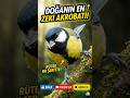 Doğanın En Zeki Akrobatı: Baştan Kara! 🐦🧠 #Shorts #wildlife  #amazingnature #animals #hayvanlar